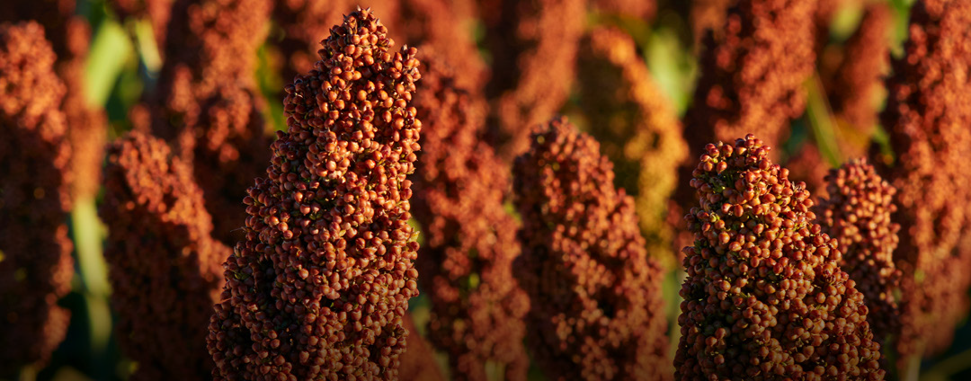 TOB 1078 IG Horizontal